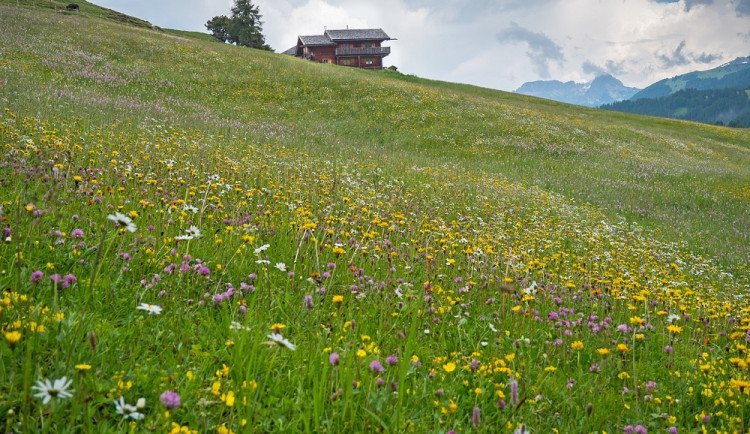 V Krkonoších letos chtějí pohnojit přes deset hektarů luk, podpoří druhovou pestrost