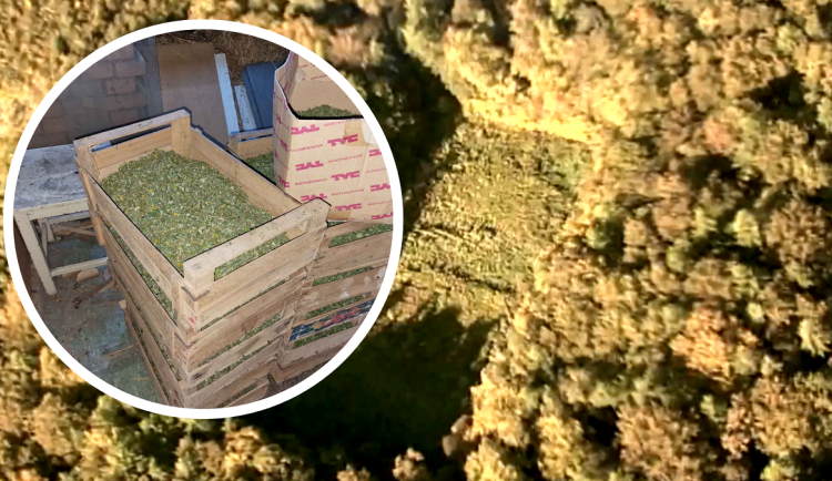 Myslivec si z lesa udělal pěstírnu. Marihuanu sklidila kriminálka