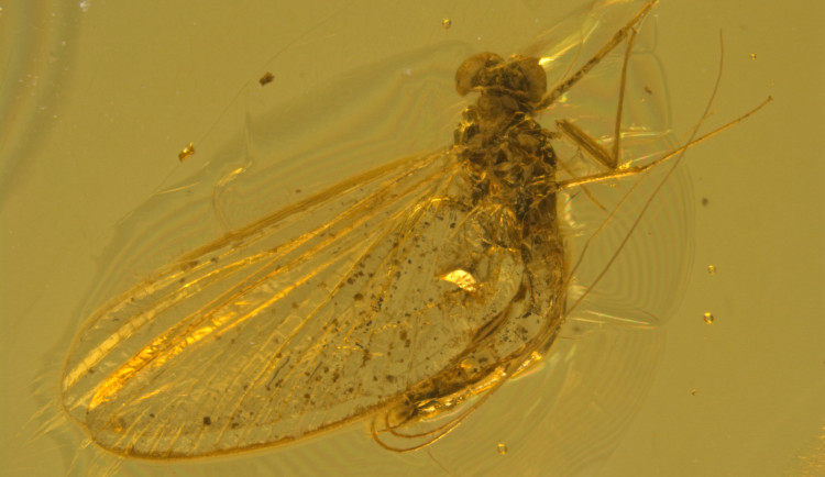 VIDEO: Samec nově popsané jepice čekal na odhalení desítky milionů let