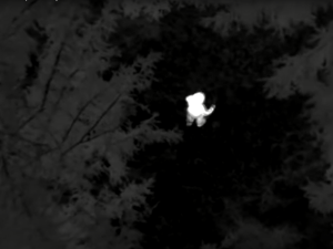 VIDEO: Tříletý chlapec se ztratil při procházce v lese. Policie ho našla pomocí termovize a vrtulníku