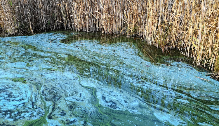 Ženu překvapily modré fleky na rybníku. Věc řešíme několik let, říká starostka