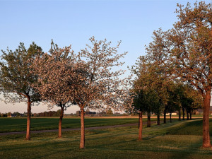 Dvůr Králové během podzimu doplní městskou zeleň. Vysadí přes stovku stromů a keřů