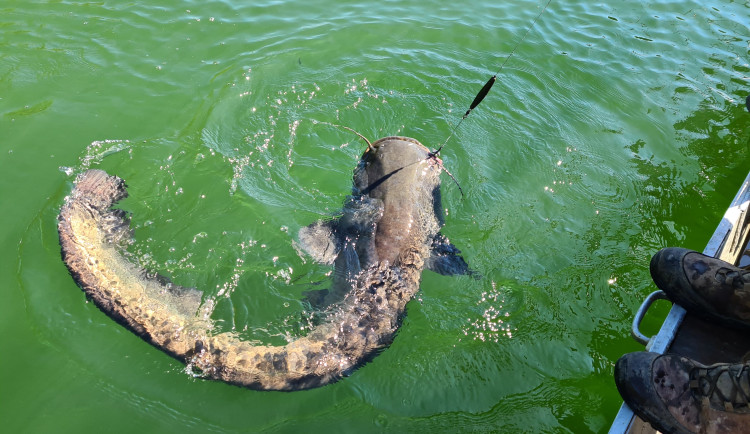 Čeští vědci budou učit Italy jíst sumce. Na jihu Evropy je to invazivní druh