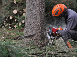 Dřevorubci kácí rizikové stromy u silnice na Pomezní Boudy v Krkonoších