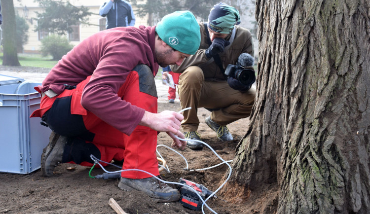 Unikátní jilm, který stojí v Písku, se dočkal speciálního ošetření