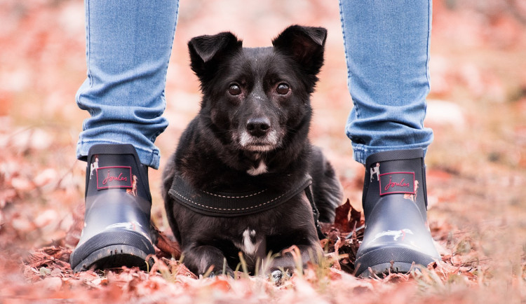 Žena našla v Jindřichově Hradci otrávené návnady. Policisté varují pejskaře