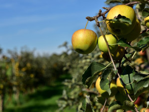 Ceny jablek jsou nejnižší za dva roky. Důvodem válka a přebytek jablek z Polska