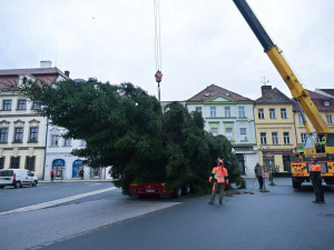 Vánoční strom na Velkém náměstí v Hradci Králové