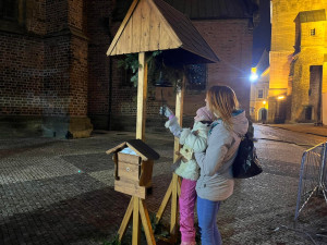 ANKETA: Jaké náměstí v Hradci Králové má hezčí vánoční strom?