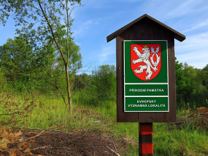 Lokalitu Plachta na okraji Hradce Králové začnou ještě letos spásat buvoli