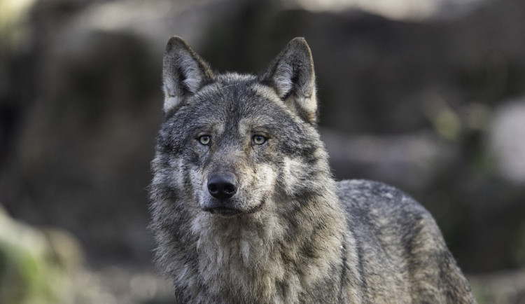 Na Broumovsku se letos narodilo přes 20 vlčat. Populace vlků je stabilní