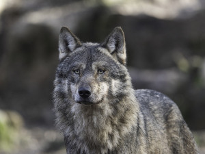 Na Broumovsku se letos narodilo přes 20 vlčat. Populace vlků je stabilní