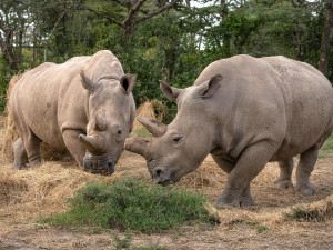 Vědci vytvořili prvotní zárodečné buňky z ohroženého severního bílého nosorožce