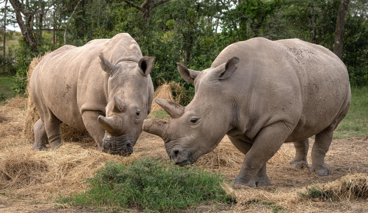 Vědci vytvořili prvotní zárodečné buňky z ohroženého severního bílého