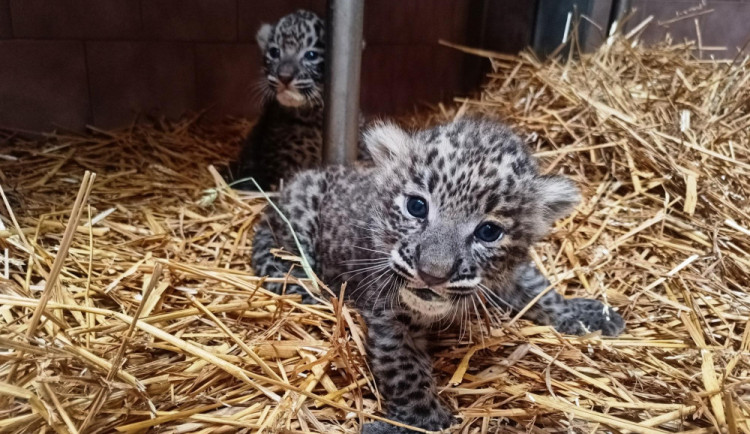 Mláďata levhartů v Safari Parku dostala svá jména. Jmenují se Aladin a Afrin
