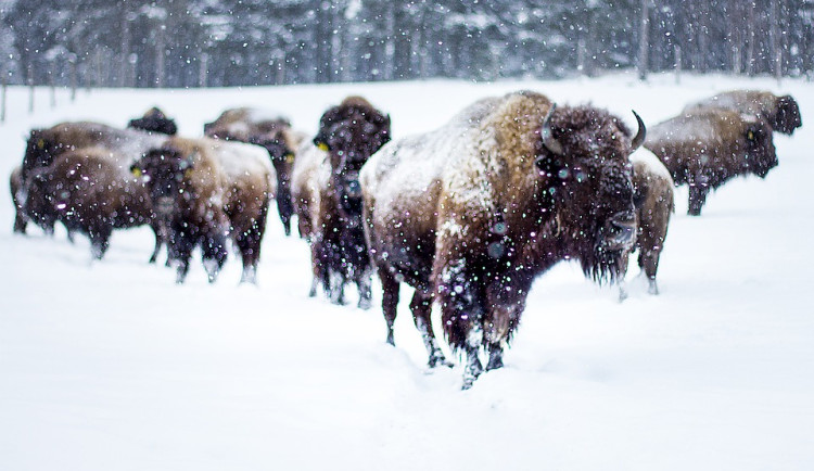 Lokalitu Plachta na okraji Hradce Králové spásají dva buvoli. Doplnili divoké koně