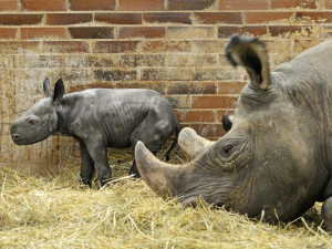 V Safari Parku Dvůr Králové se narodilo mládě vzácného nosorožce černého