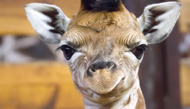 O Vánocích se v Safari Parku narodilo mládě žirafy Rothschildovy. Návštěvníci ho uvidí na jaře