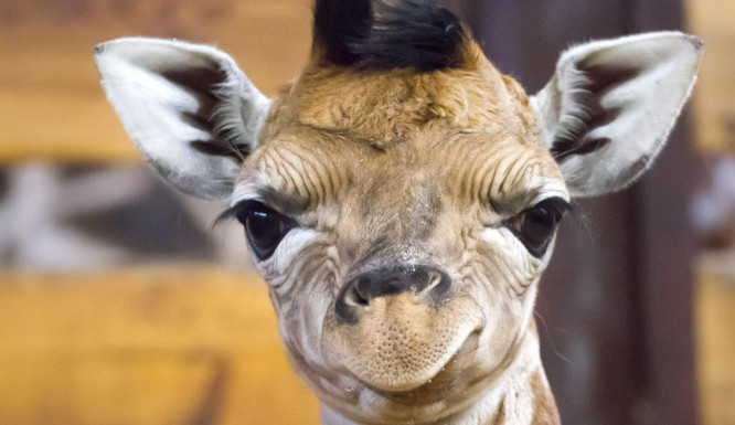 O Vánocích se v Safari Parku narodilo mládě žirafy Rothschildovy. Návštěvníci ho uvidí na jaře