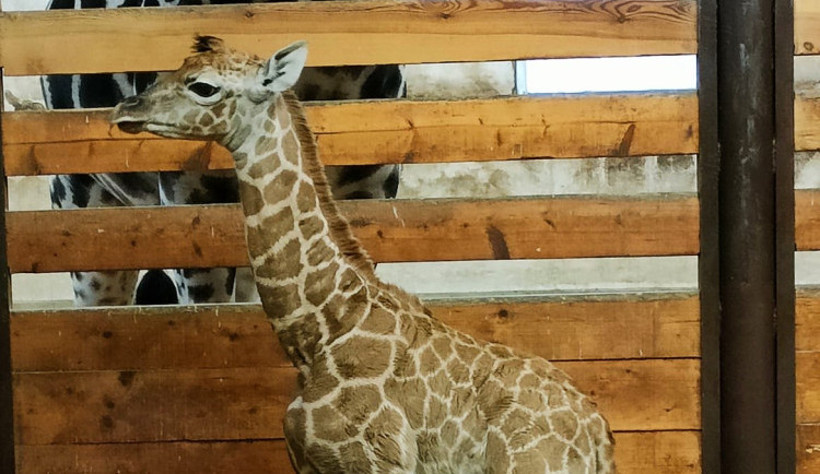 V Safari Parku Dvůr Králové se narodilo další mládě kriticky ohrožené žirafy