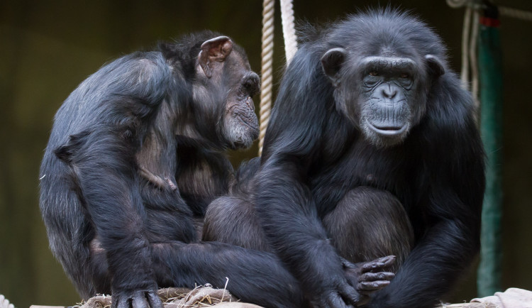 Lidi do dvorské ZOO lákala nová mláďata, exozice i počasí