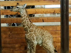 V Safari Parku Dvůr Králové se narodilo další mládě kriticky ohrožené žirafy