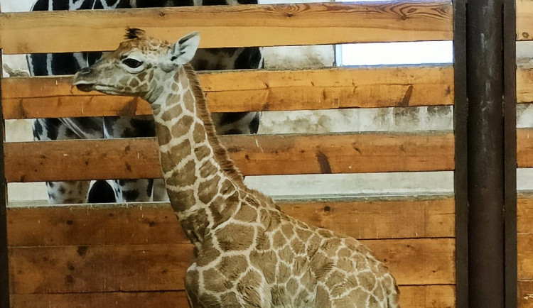 V Safari Parku Dvůr Králové se narodilo další mládě kriticky ohrožené žirafy