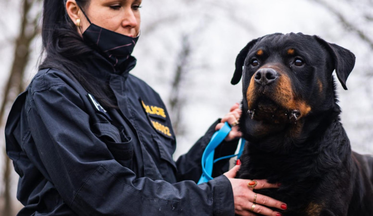 Policejní pes Rush odchází do důchodu. U policistů v kraji sloužil osm let