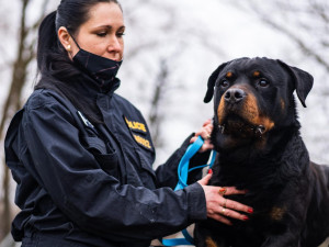 Policejní pes Rush odchází do důchodu. U policistů v kraji sloužil osm let