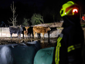 Na Trutnovsku zachvátil požár stáje. Uhynulo asi 150 krav