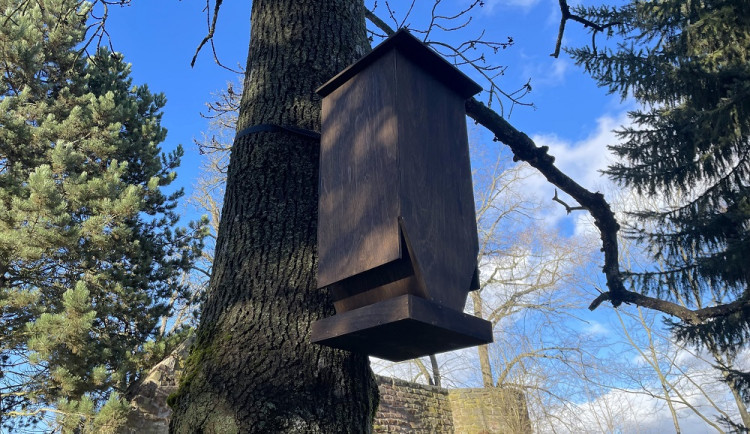 Trutnov je plný ptačích krmítek