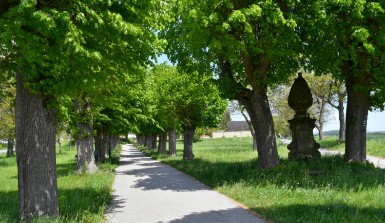 Nejoblíbenější alej v hradeckém kraji je v Dobrušce. V anketě Alej roku se umístila v TOP 10