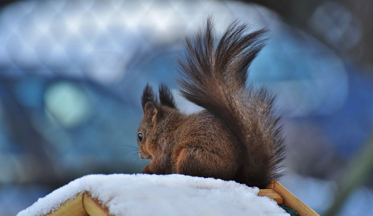 Dvůr Králové chce v Schulzových sadech naistalovat nové úkryty pro veverky a netopýry