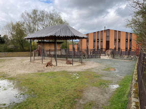 Safari Parku ve Dvoře Králové přispěla veřejnost více než dvěma miliony. Nejčastěji adoptují hrošíka