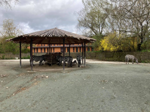 Safari Parku ve Dvoře Králové přispěla veřejnost více než dvěma miliony. Nejčastěji adoptují hrošíka