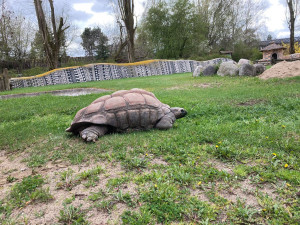 Safari Parku ve Dvoře Králové přispěla veřejnost více než dvěma miliony. Nejčastěji adoptují hrošíka