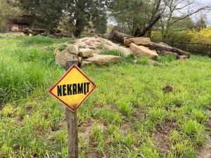 Safari Parku ve Dvoře Králové přispěla veřejnost více než dvěma miliony. Nejčastěji adoptují hrošíka