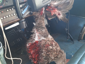 FOTO: Na hradeckém letišti nouzově přistál letoun po střetu s orlem. Žák se lehce zranil