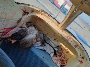 FOTO: Na hradeckém letišti nouzově přistál letoun po střetu s orlem. Žák se lehce zranil