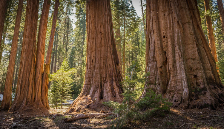 Vědci z Brna přivezou na Vysočinu exotiku. Sekvoje pomůžou v boji s klimatickou změnou