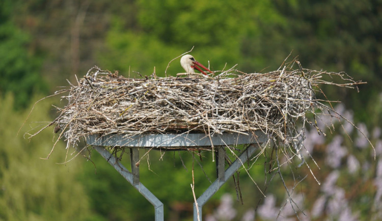 size4-16761444584287-60-energetici-presouvaji-capi-hnizda-ze-sloupu-ptaky-chteji-ochranit-pred-zranenim-elektrickym-proudem