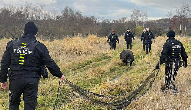 Na Valentýna musela policie pátrat po praseti. Vyloučený nebyl únos