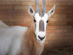 Safari Park získal dva samce ohrožených antilop. Mají pomoct s rozšířením současného stáda