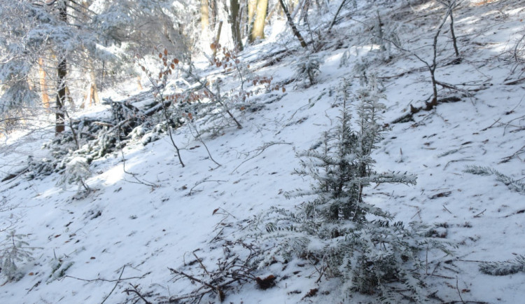 Ohrožené tisy vrací spolek zpět do naší krajiny. Vysadil jich další tisícovku.