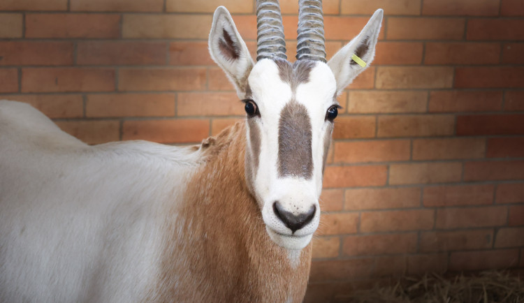 Safari Park získal dva samce ohrožených antilop. Mají pomoct s rozšířením současného stáda
