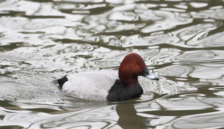 Ptákem roku je polák velký. V Česku patří mezi lovnou zvěř, celosvětově je přitom ohroženým druhem.