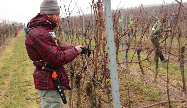 Česko zná nejlepší řezače vinné révy, utkali se na jižní Moravě
