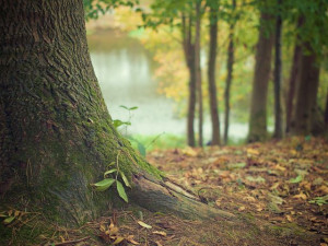 V Hradci se rýsuje další místo pro relax, lesopark na Moravském Předměstí
