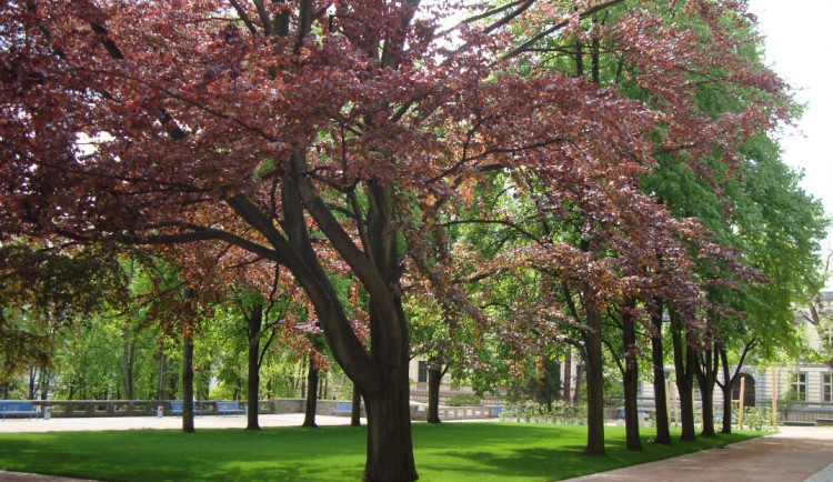Jičín upravil pravidla pro konání akcí v Zámeckém parku. Organizátorům bude účtovat poplatky i kauci.