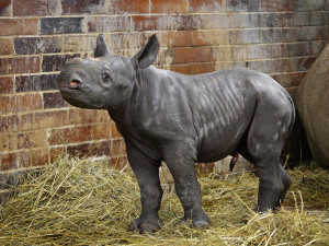 V Safari Parku se narodilo mládě nosorožce dvourohého. Už třetí v jednom roce